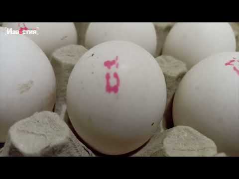 Яйця в Україні більше не дорожчатимуть. Коли чекати здешевлення?
