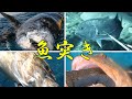 【素潜り】綺麗な海に潜む巨大魚たちに初心者突き師が手銛で挑む! 魚突き