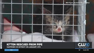 Michigan Humane Rescues Kitten From Drain Pipe In Detroit