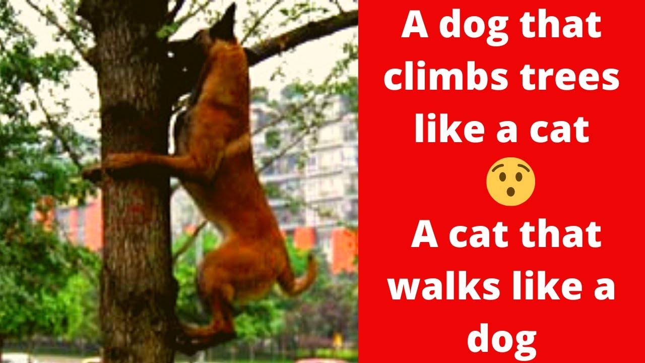 A dog that climbs trees like a cat and a cat that walks like a dog