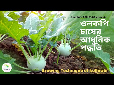 শালগম/ওলকপি চাষের আধুনিক পদ্ধতি 2020 । How to grow kohlrabi in the field। olkopi chas podhoti