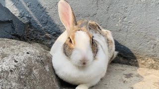 Cute and beautiful rabbit sleeping vedio.