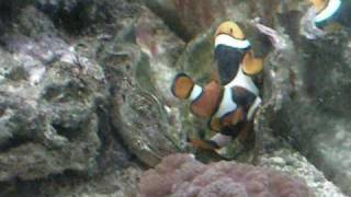 Percula Clownfish Spawning
