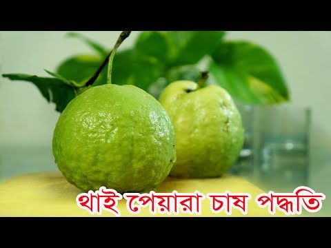 ভিডিও: থাইমের দরকারী বৈশিষ্ট্য