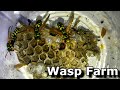Wasp Farm. The Extraordinary Life Cycle of a Wasps Colony