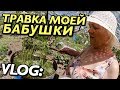 VLOG: ТРАВКА МОЕЙ БАБУШКИ