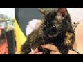 Get to Know the Selkirk Rex の動画、YouTube動画。