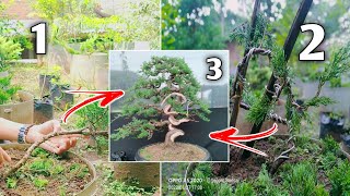 Teknik pembentukan bonsai Cemara sinensis (Juniperus chinensis) Proses gerak dasar sesuai keinginan.