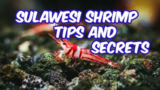 Sulawesi shrimp New tips and secrets for keeping and breeding  in 2024