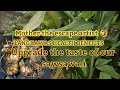 Mother The Escape Artist LANGKAWAS Or Galangal Health Benefits 