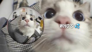 Goofy edit audios to appease the voices in my head ?