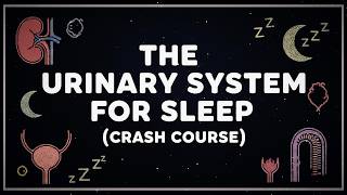 Anatomy And Physiology For Sleep: The Urinary System To Fall Asleep To
