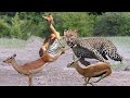 Leopard Patiently Stalking and Catching Impala | Crocodile, Elephant, Lion