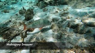 Snorkeling at Rum Point