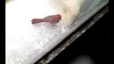 Stupid Cardinal Bird attacking his reflection