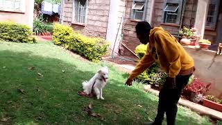 Obedience training with japanese spitz  #doglife #doglover #dogtraining #dogs #japanese #kenya