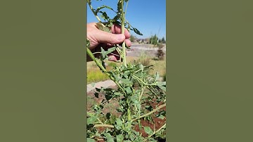 Weed of the Week Redroot Pigweed