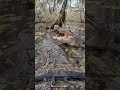 Real Alligator Fight Caught on Camera 🐊 #Alligator #POV #Swamp #Wildlife