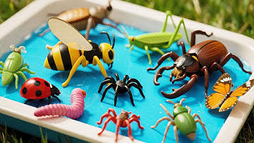 kids Learn | Insect & Bug Names for Kids 🐞🕷️ | Preschool Kids Learn, Insect Learning | Bug Names