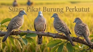 Suara Pikat Burung Perkutut Ampuh & Jernih | Pancing Perkutut Liar Cepat Turun || jebakan bocil