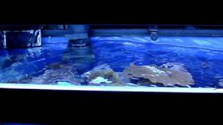 Vortech MP10 ES - Waves on 3 Feet Tank