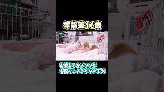 まだ0歳なのに…。17歳の高齢犬を気遣う子犬の深い愛がこちら