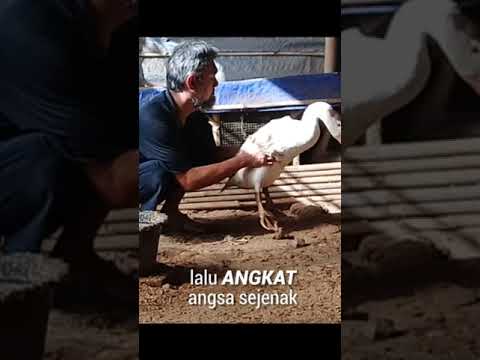 Video: Mengangkat Angsa di Halaman Belakang Anda