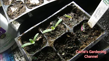 how to use neem oil on seedlings for damping off disease, how to deal with pests on seedlings