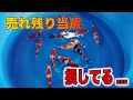 【残り鯉には福がある】期待大の当歳たちを紹介します #nishikigoi #錦鯉 #当歳 #錦鯉当歳 #丸筑魚苑