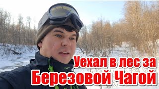 Средство для понижения сахара в крови/ Польза гриба Чага/  Лечебные свойства гриба Чага