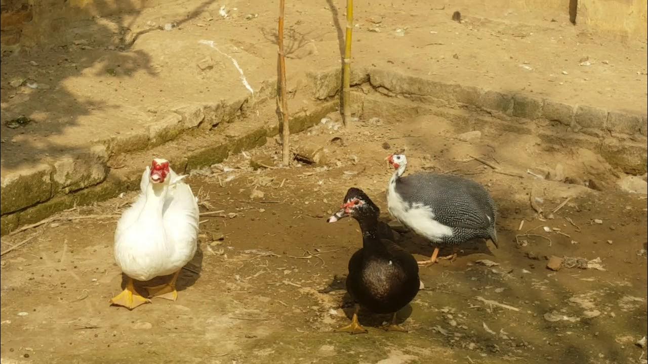 Guinea Fowl Information Guinea Fowl Farming in Pakistan YouTube