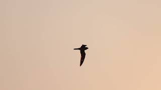 Common Nighthawks in Slow Motion