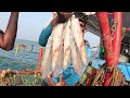 Unbelievable Big Catch Fishing In The Deep Sea | Latest Fish Video @KadalTv