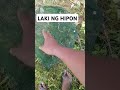 LAKI NG HIPON #FishingLife #FishingAdventure #FishingDaily #satisfying #satisfyingvideos