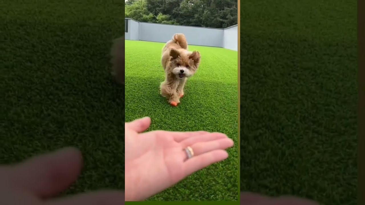 Cute Puppy Funny Moments Ll Dog Love Shorts Jui