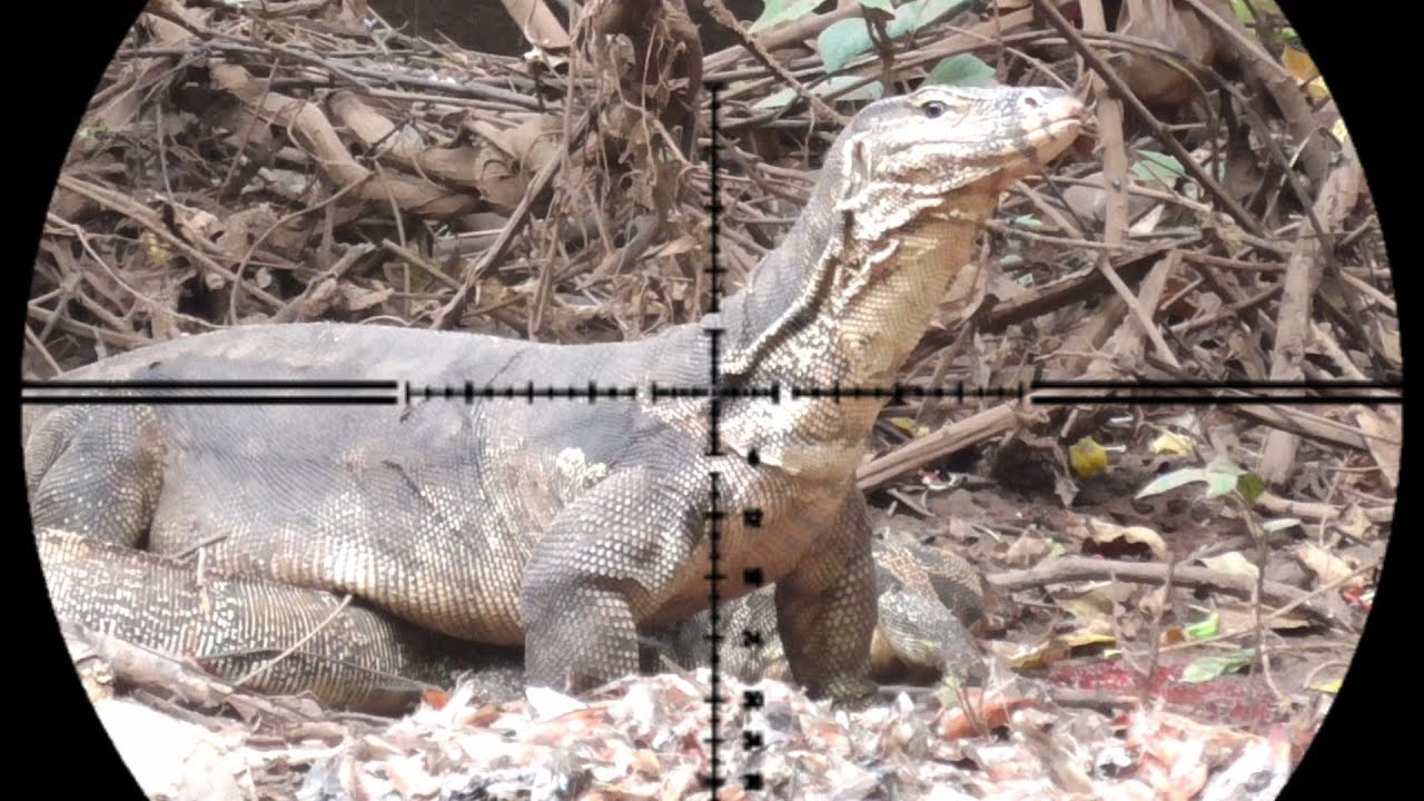 HADANG BIAWAK TEPAT DI JALUR UTAMA PASTI PANEN