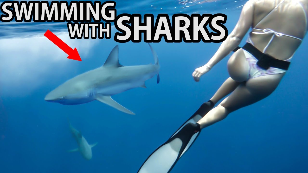 SWIMMING IN SHARK INFESTED WATERS 4K YouTube