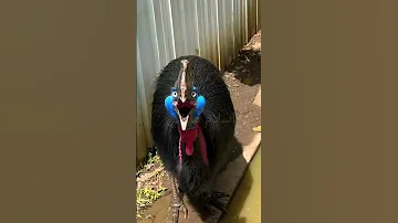 اسمع اغرب اصوات الحيوانات في العالم والاخير صدمه كبيره 