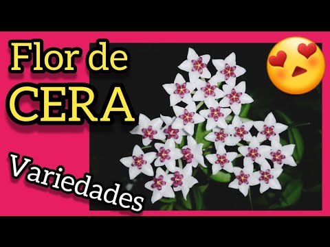 Video: Hoya, Hiedra De Cera - Cultivo Y Especies