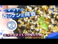 ヒマラヤの青いケシに挑戦②～おっかなびっくり移植をしたよ～/メコノプシス/グランディス【ベランダガーデニング】