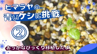 ヒマラヤの青いケシに挑戦②～おっかなびっくり移植をしたよ～/メコノプシス/グランディス【ベランダガーデニング】