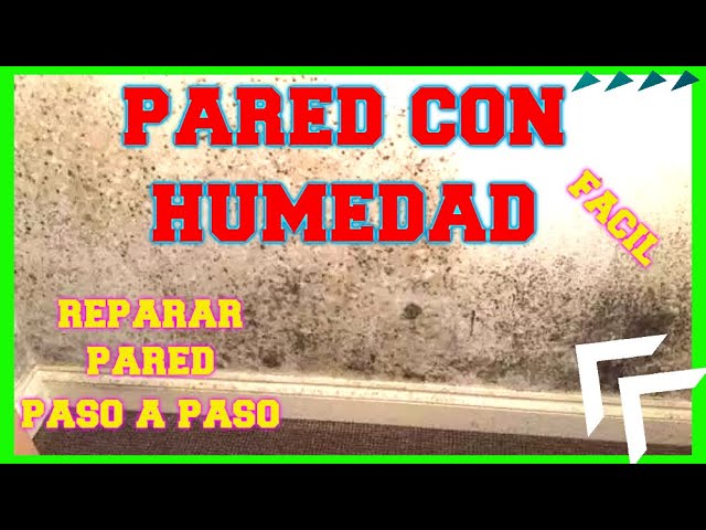 Cómo quitar el moho de las paredes? - Iberdeco Humedades