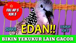Download Lagu Suara MP3 tekukur kuk 3 edan bikin tekukur lain gacor MP3
