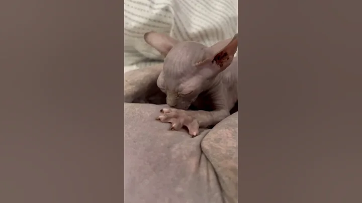 Video 2107551: sphynx kitten, mother sphynx, kitten drinking milk