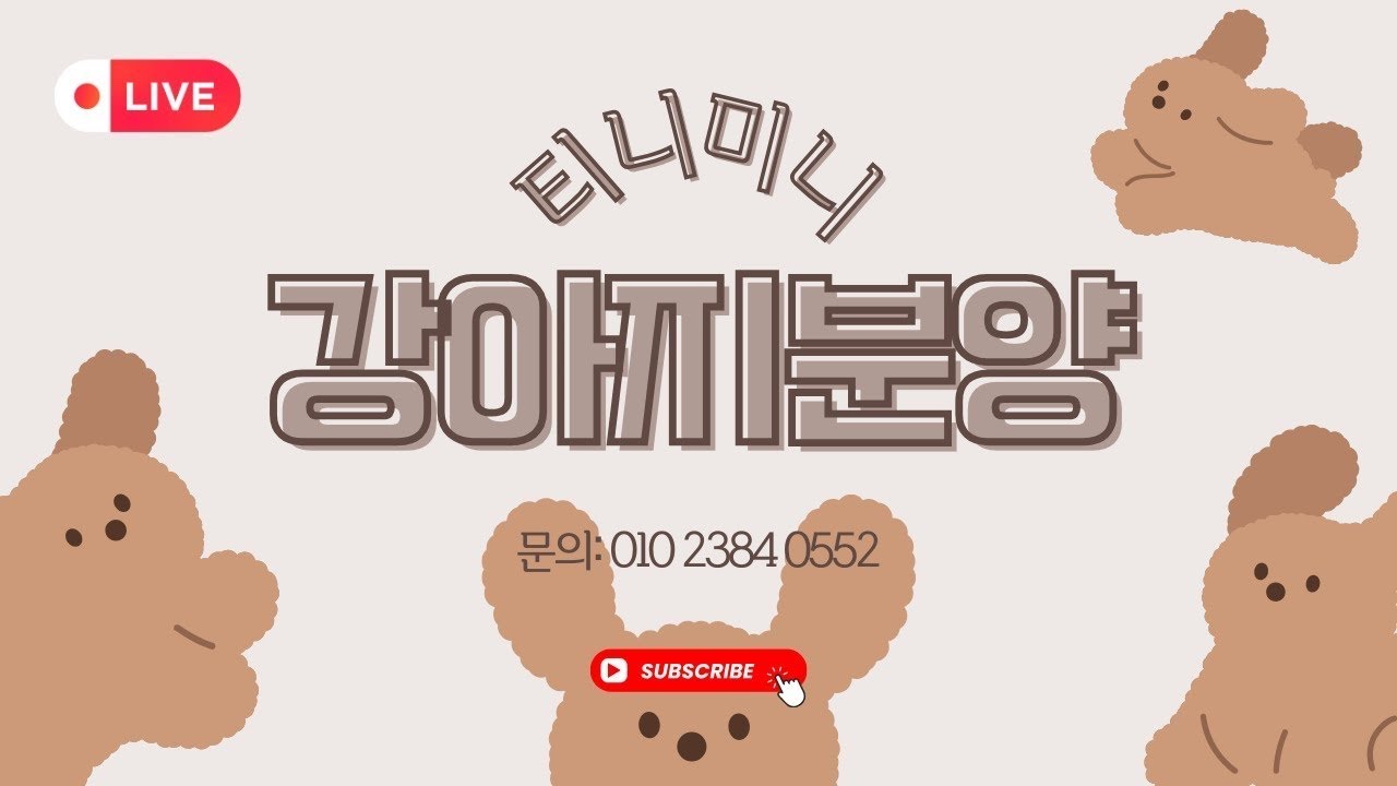 티니미니 울산본점 💚 강아지분양 💜 실시간 소통,상담 🧡전국홈서비스분양 💛