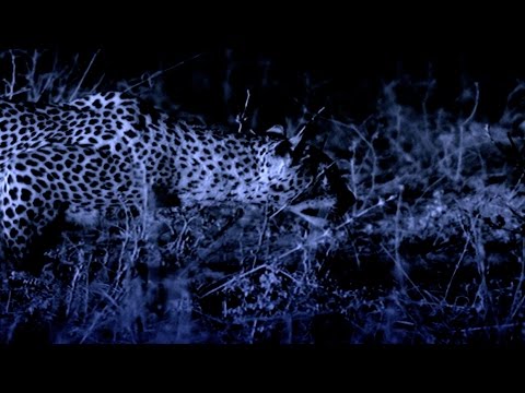 How does a leopard stalk its prey at night? - The Wonder of Animals: Episode 3 preview - BBC Four