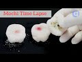 Mochi Time Lapse - Rotting Food Time Lapse