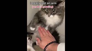 Mom is not playing ❤️‍🔥#funnyvideos #pet #fypシ #cutecat #kitty #funnyanimals #catlove #shorts