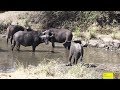Cute Baby Elephant And Mother vs Buffalo Herd
