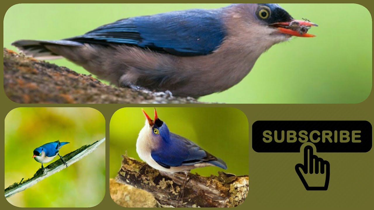 Suara Crecetan Anakan Burung Rambatan Cocok Untuk Memaster Burung